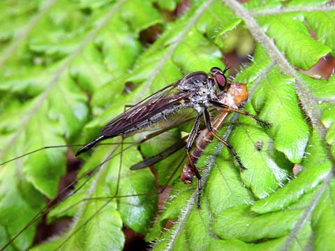 ムシヒキアブの一種