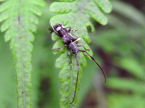 リュウキュウクリイロシラホシカミキリ