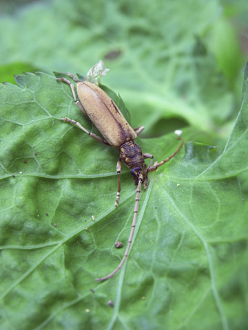 キイロミヤマカミキリ