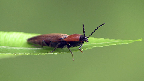 アリタムネアカコメツキ