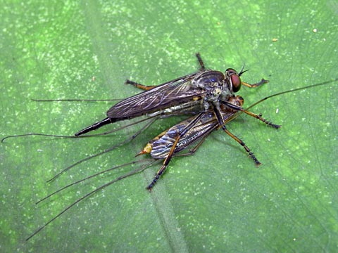 ムシヒキアブの一種