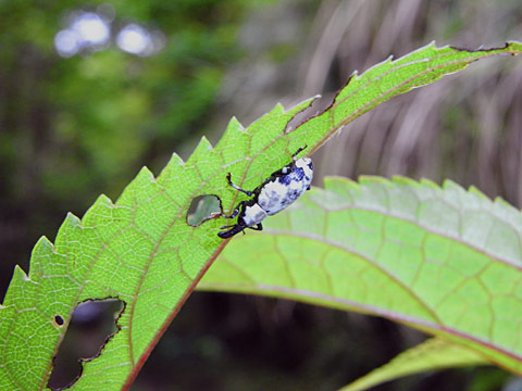 シロアナアキゾウムシ