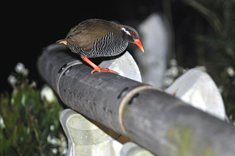 ヤンバルクイナ