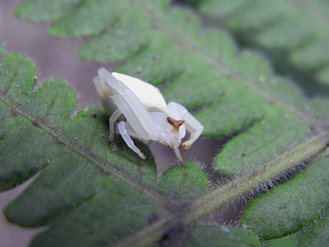 オキナワアズチグモ
