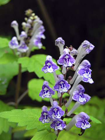 アカボシタツナミソウ