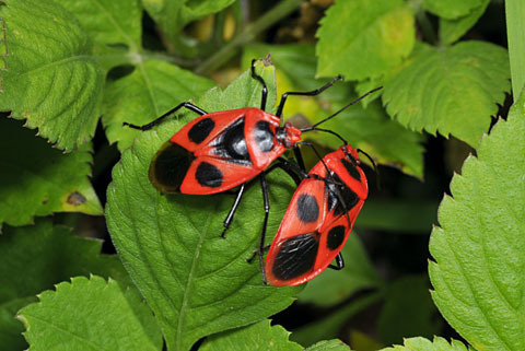 ベニツチカメムシ