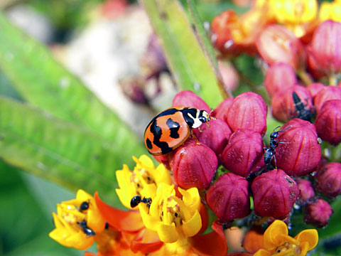 ダンダラテントウ