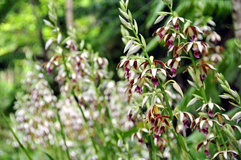 カクチョウラン