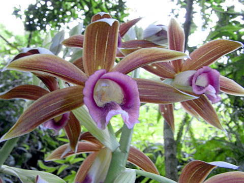 カクチョウラン