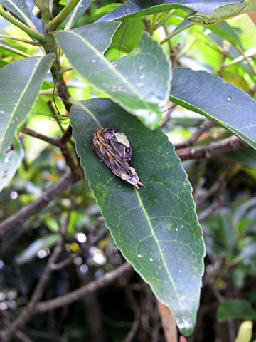 蛾の一種の幼虫 蛾の一種の幼虫