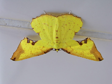 ウコンエダシャク ウコンエダシャク