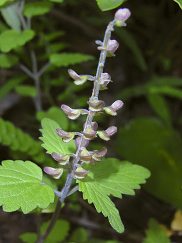 アカボシタツナミソウ実 アカボシタツナミソウ実