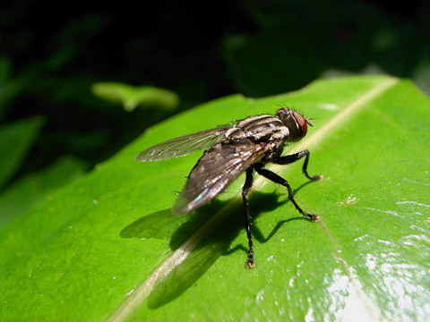 ニクバエの一種 ニクバエの一種