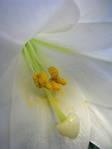 テッポウユリ テッポウユリ