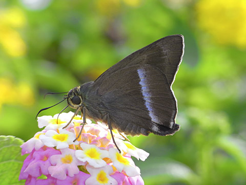 オキナワビロードセセリ オキナワビロードセセリ