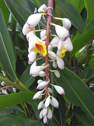 ゲットウ ゲットウ