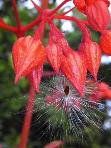 ヒギリとトウワタの綿毛 ヒギリとトウワタの綿毛