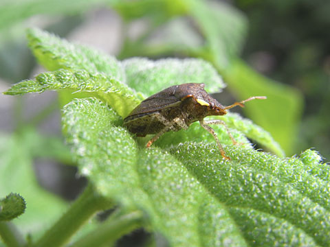 タイワントゲカメムシ タイワントゲカメムシ