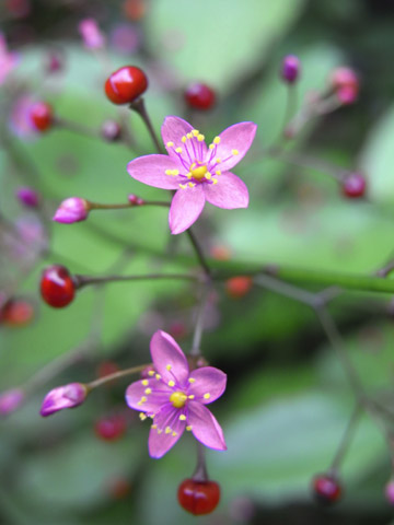 梅雨入り 梅雨入り