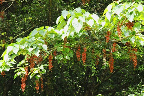 イイギリ実 イイギリ実