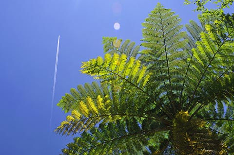 ヒカゲヘゴと飛行機雲 ヒカゲヘゴと飛行機雲