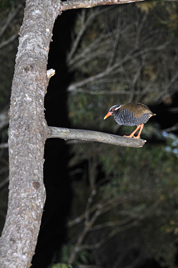 ヤンバルクイナ ヤンバルクイナ