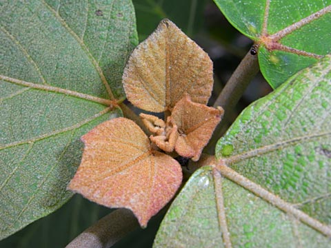 アカメガシワ アカメガシワ