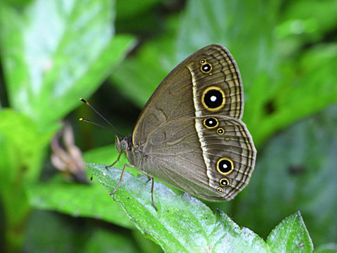 リュウキュウヒメジャノメ リュウキュウヒメジャノメ