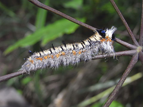 マツカレハ幼虫 マツカレハ幼虫