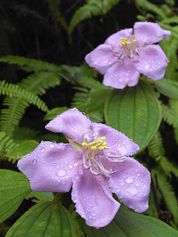 ノボタン ノボタン