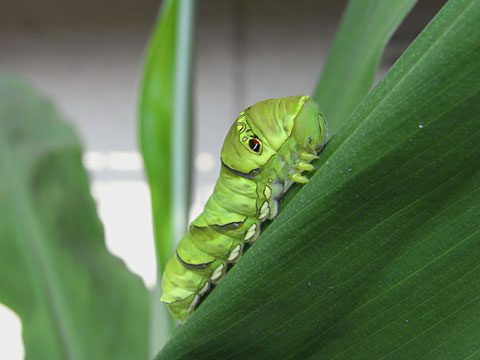 ナミアゲハ幼虫