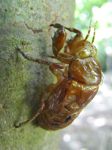 リュウキュウアブラゼミ羽化殻