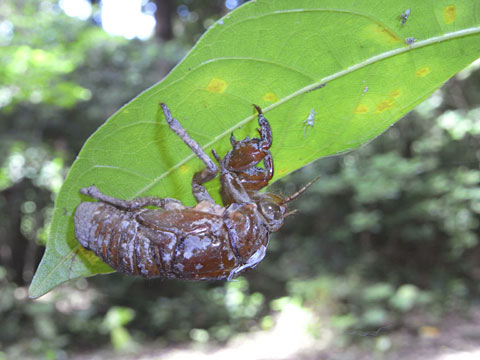 クロイワニイニイ羽化殻