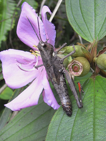 オキナワモリバッタ