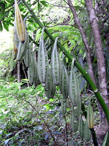 カクチョウラン実