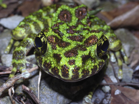 イシカワガエル（沖縄県指定天然記念物）