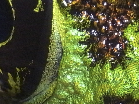 イシカワガエル（沖縄県指定天然記念物）