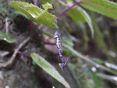 ユスリカの一種？