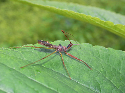 サシガメの一種