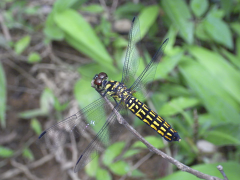 オオハラビロトンボ雌