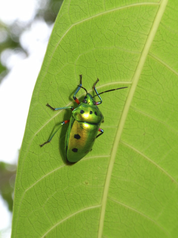 ナナホシキンカメムシ