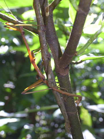 エダナナフシの一種