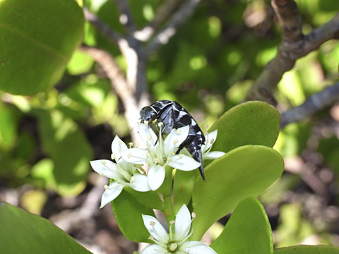 ハナノミの一種