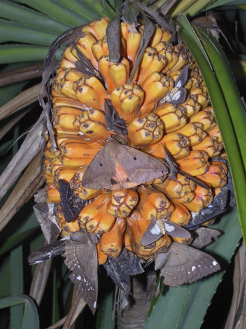 アダンの実に集まった蛾