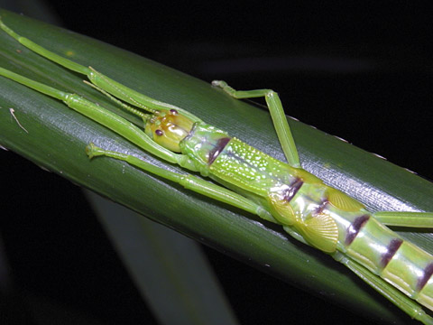 ヤエヤマツダナナフシ幼虫
