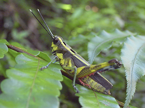 イリオモテモリバッタ