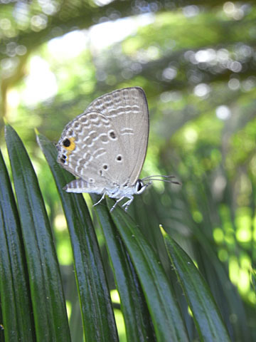 クロマダラソテツシジミ