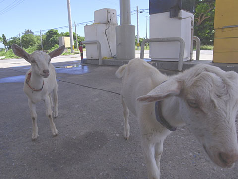 山羊と給油所