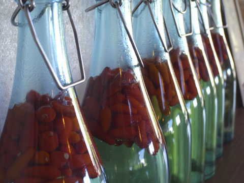 こーれーぐすー