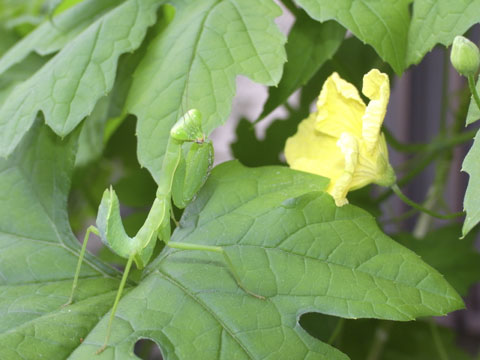 ハラビロカマキリ幼虫
